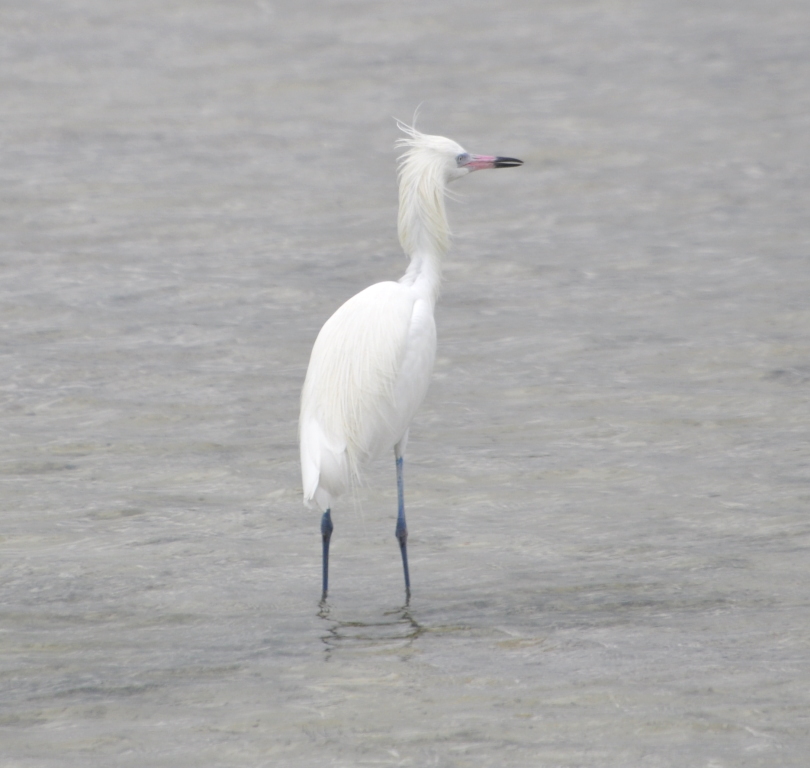 DSC_0500b.JPG