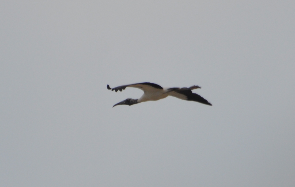 DSC_0737b.JPG