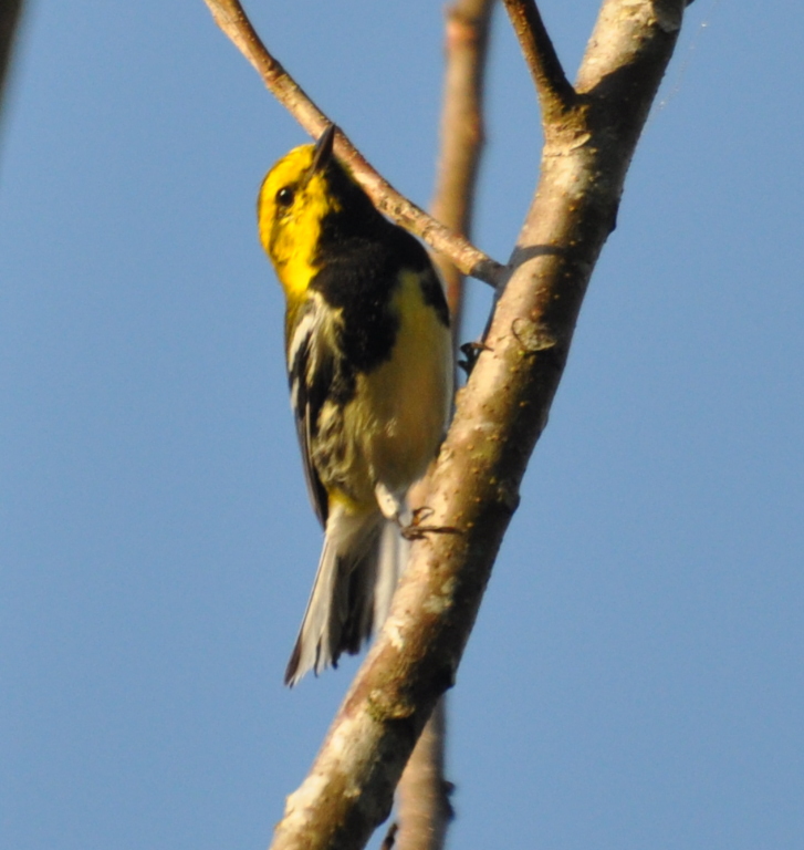 DSC_0886b.JPG