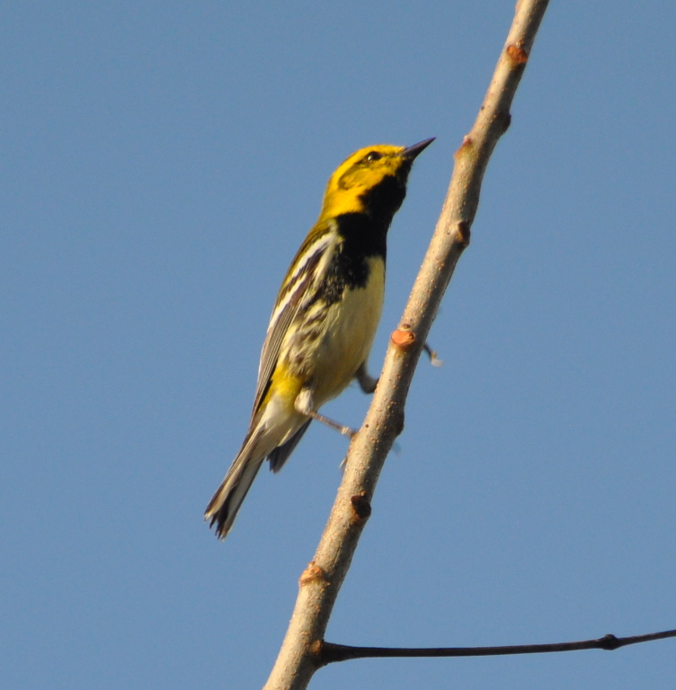 DSC_0913b.JPG