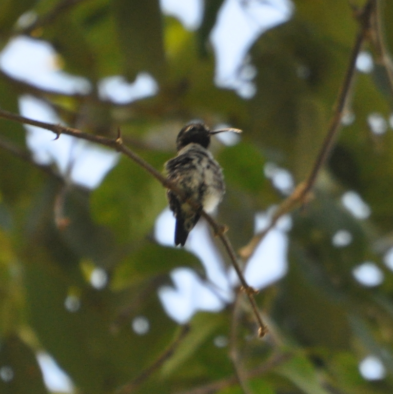 DSC_0280b.JPG