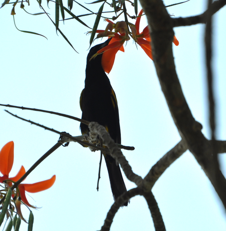 DSC_0357b.JPG