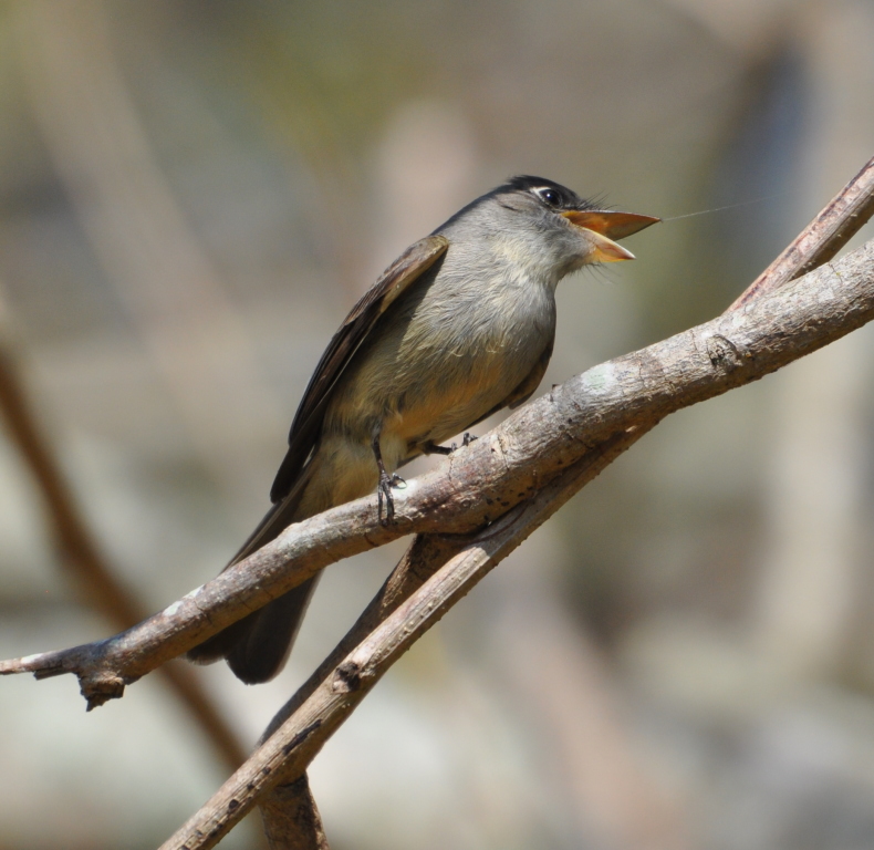 DSC_0507b.JPG