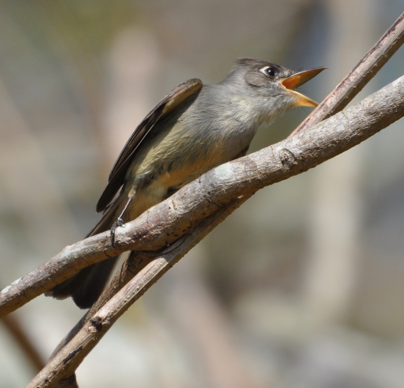 DSC_0508b.JPG