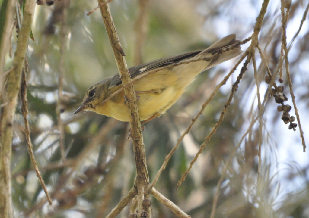 DSC_0558b.JPG
