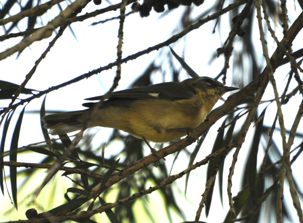 DSC_0580b.JPG