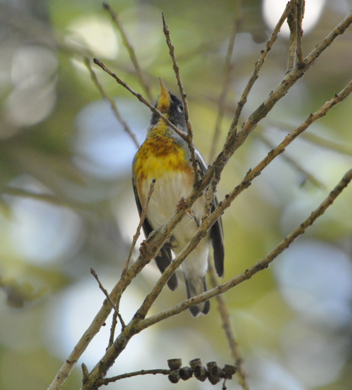 DSC_0615b.JPG