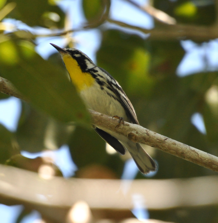 DSC_0633b.JPG