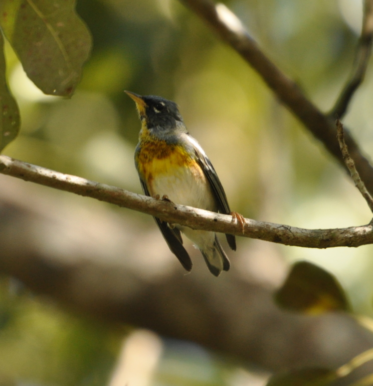 DSC_0660b.JPG