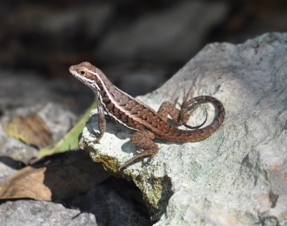 DSC_0719b.JPG
