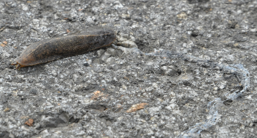 DSC_0883b.JPG