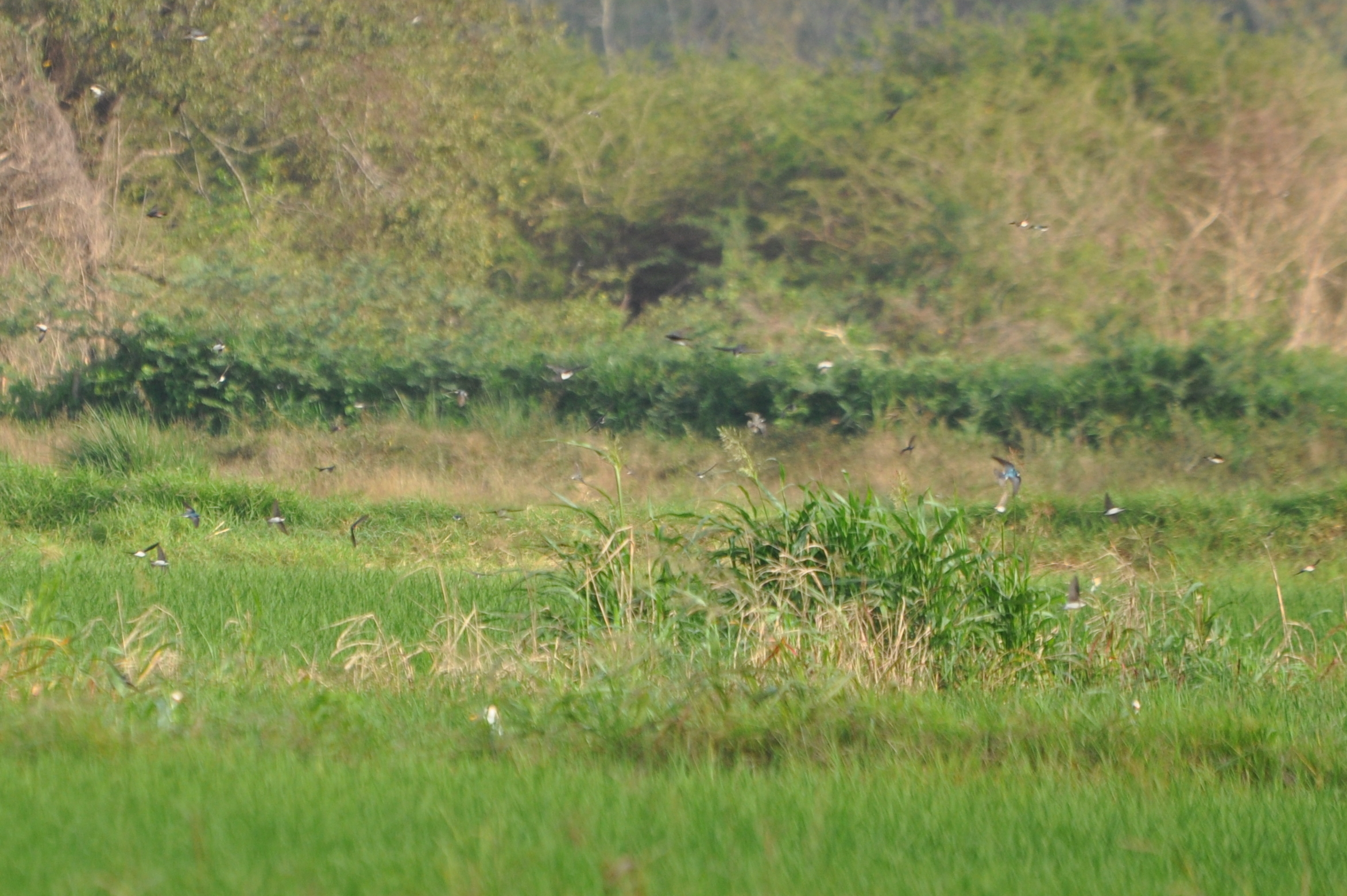 DSC_0242b.JPG