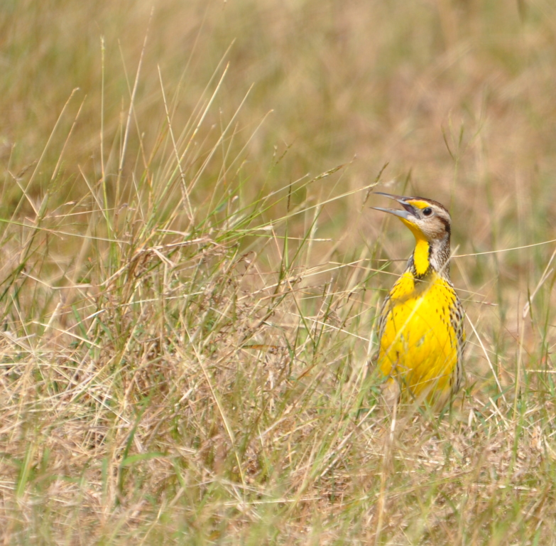 DSC_0375b.JPG