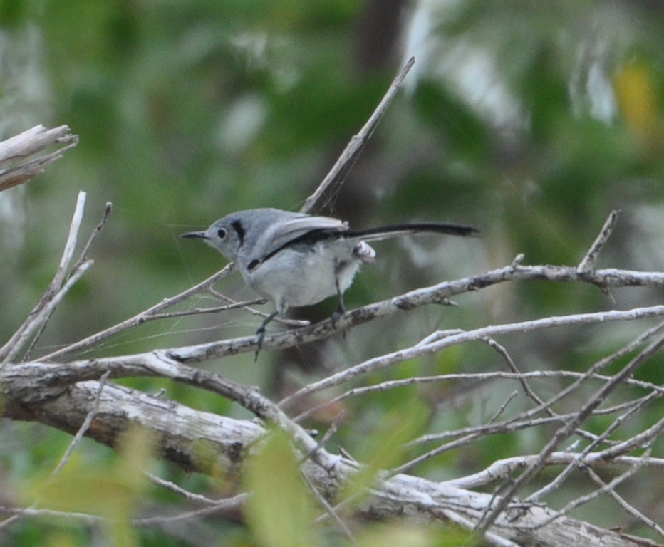 DSC_0049b.JPG