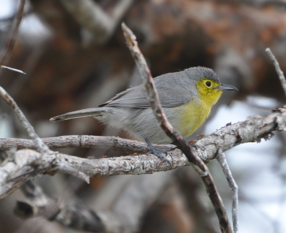 DSC_0236b.JPG