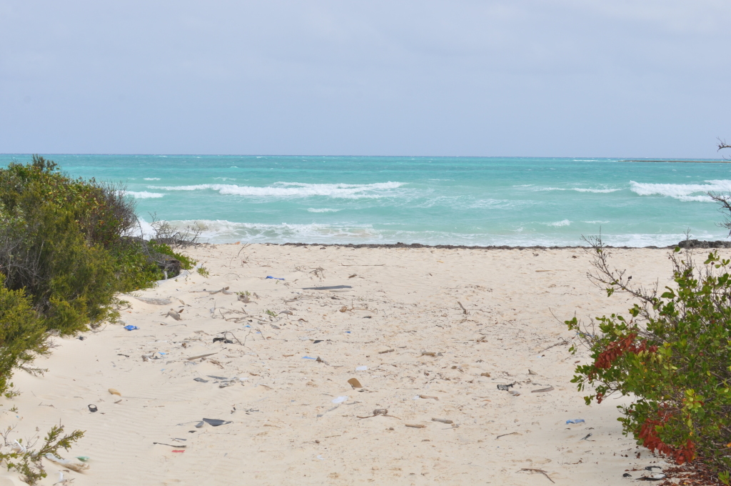 DSC_0545b.JPG