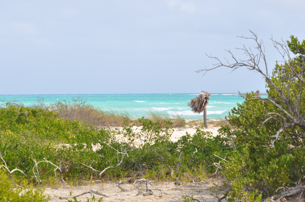DSC_0560b.JPG