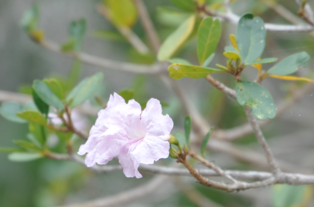 DSC_0752b.JPG