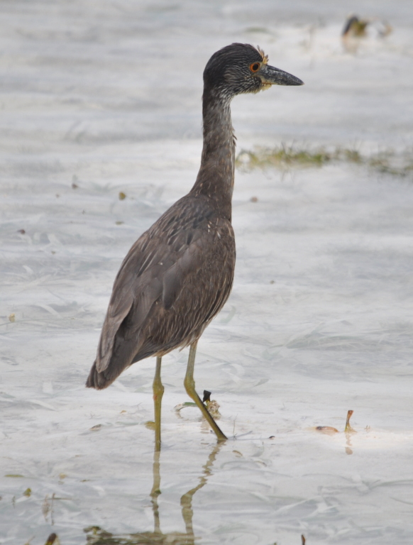 DSC_0820b.JPG