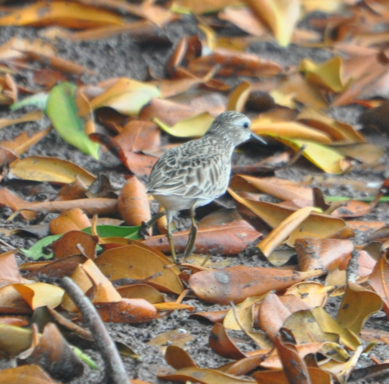 DSC_0927b.JPG