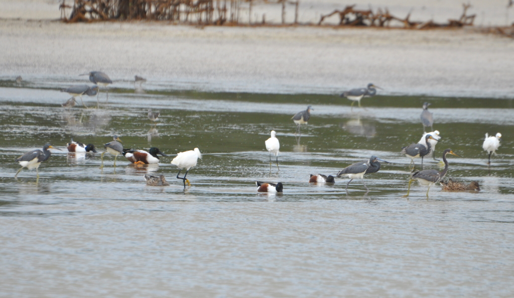 DSC_0076b.JPG