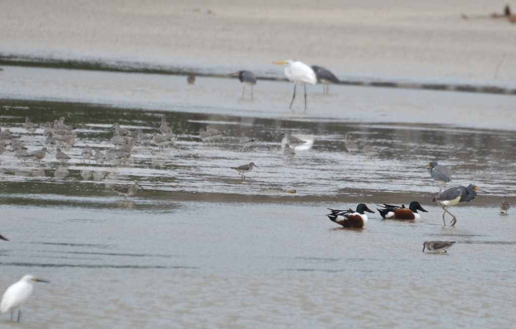 DSC_0081b.JPG