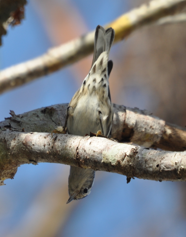 DSC_0515b.JPG