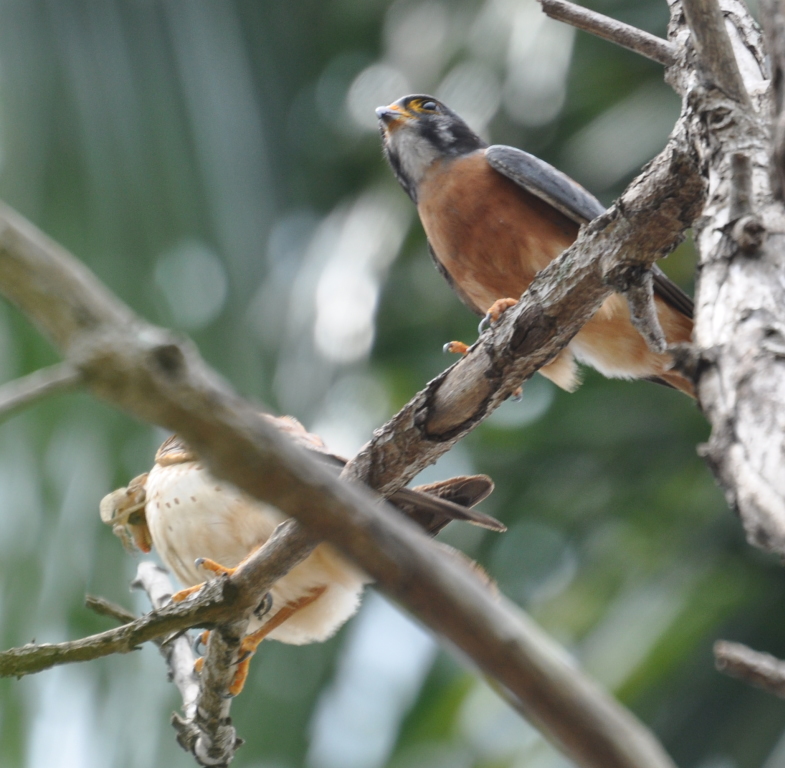 DSC_0876b.JPG