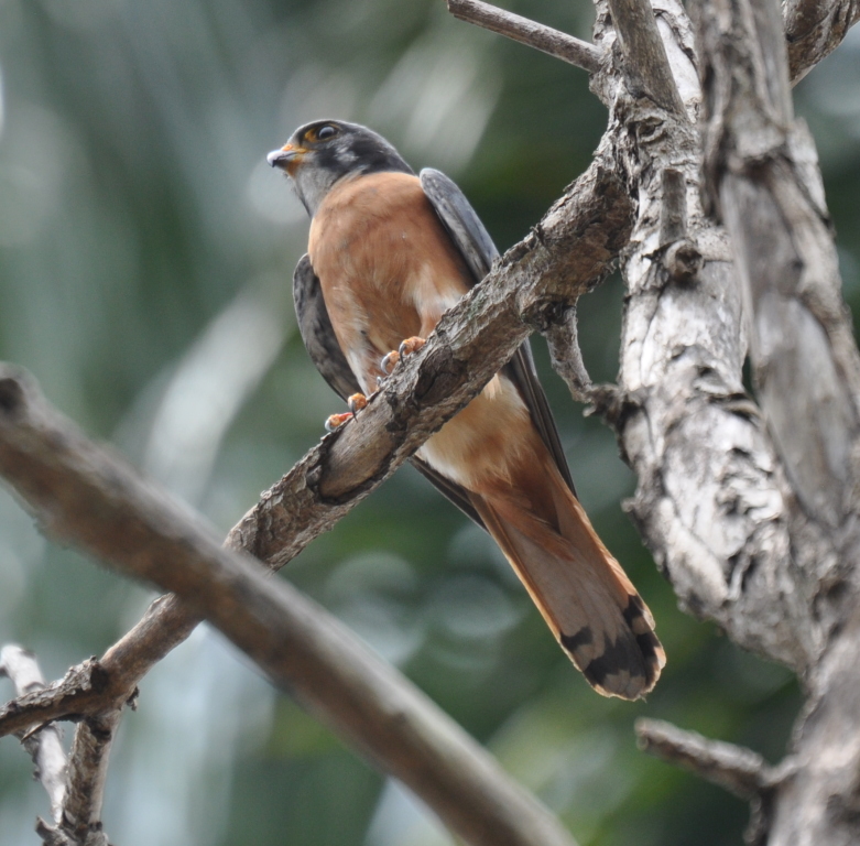 DSC_0881b.JPG