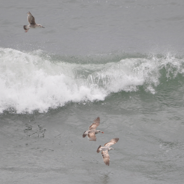 DSC_0778b.JPG