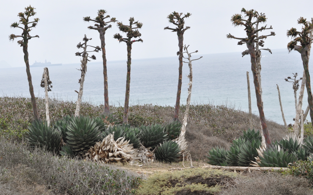 DSC_0824b.JPG