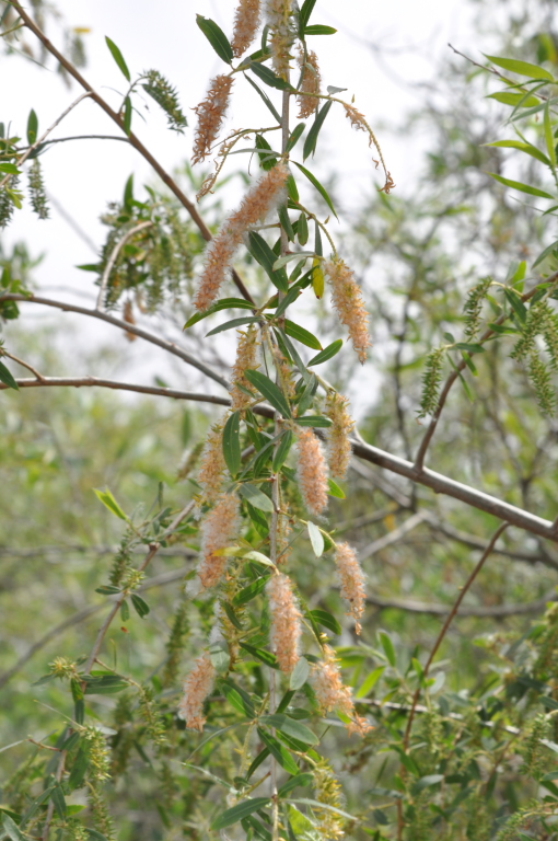 DSC_1235b.JPG