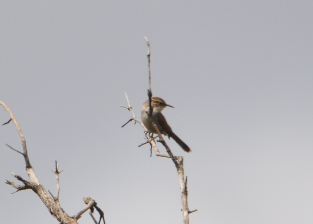 DSC_0317b.JPG