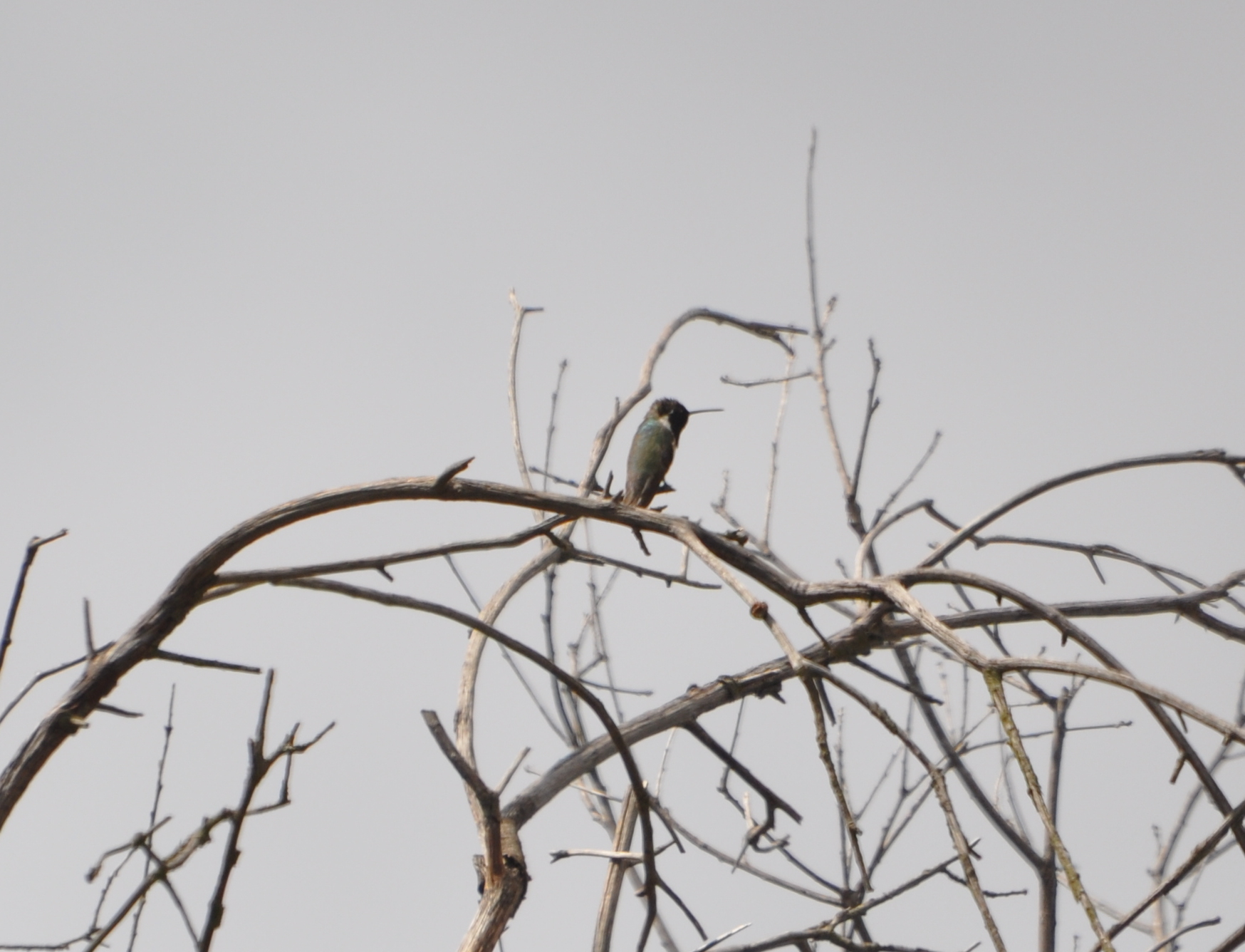 DSC_0361b.JPG