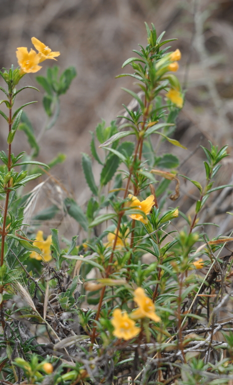 DSC_0448b.JPG