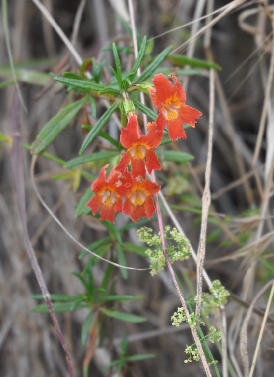 DSC_0473b.JPG