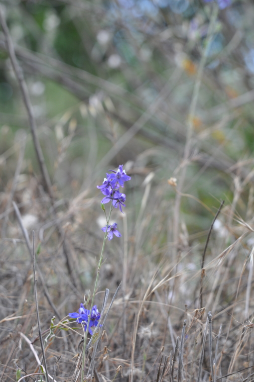 DSC_0475b.JPG