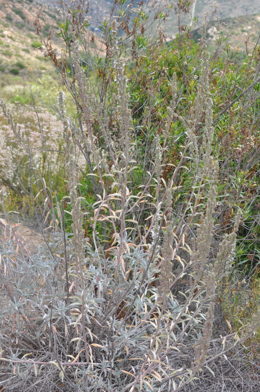 DSC_0528b.JPG