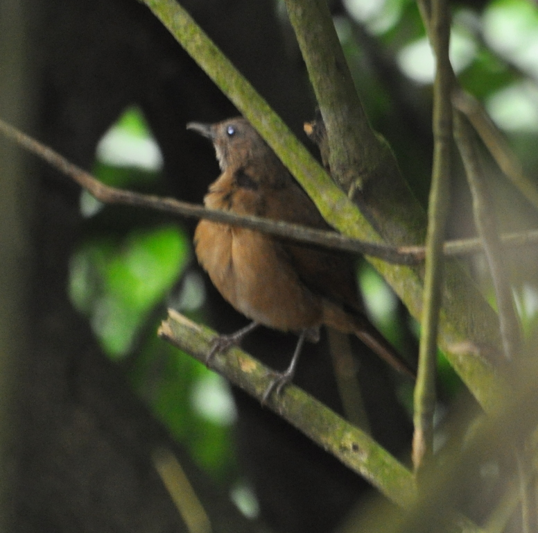 DSC_0134b.JPG