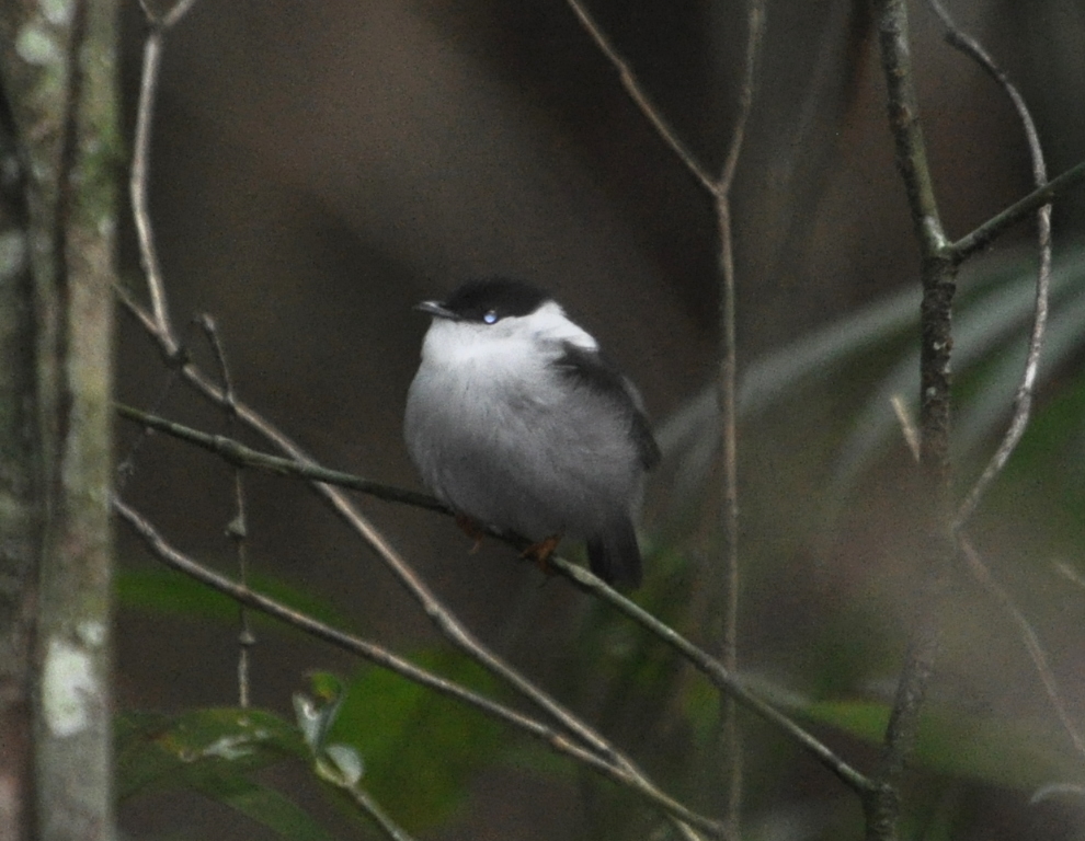 DSC_0247b.JPG