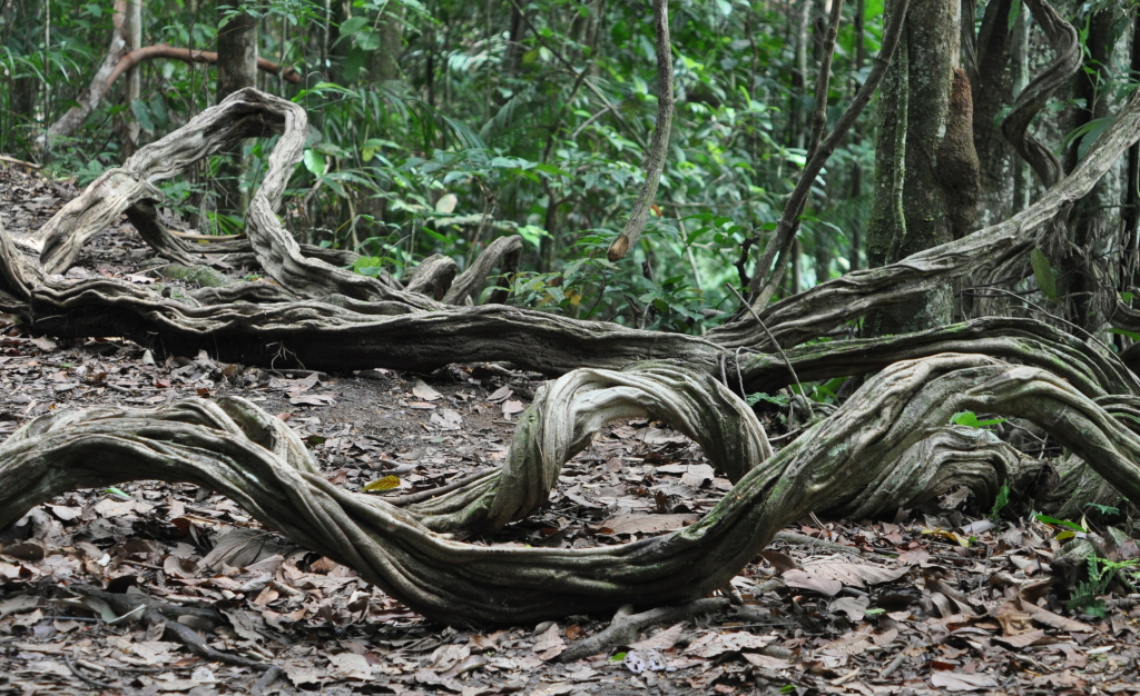 DSC_0253b.JPG