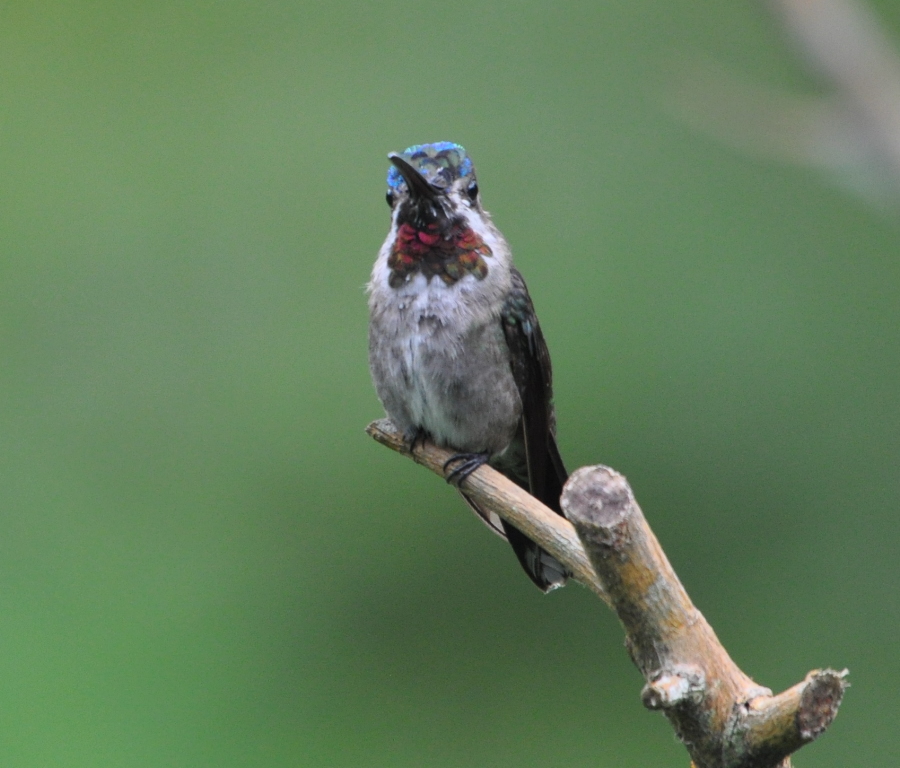 DSC_0606b.JPG