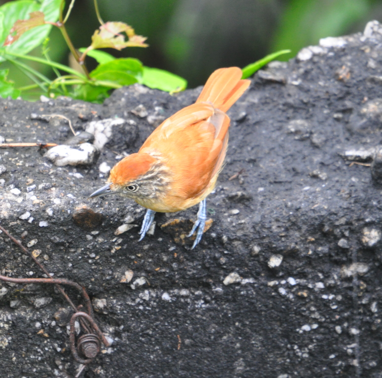 DSC_0009b.JPG