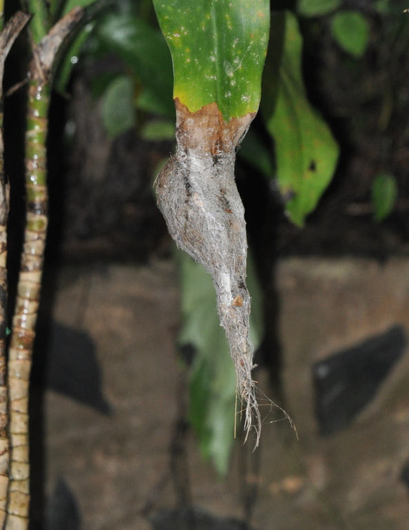 DSC_0012b.JPG