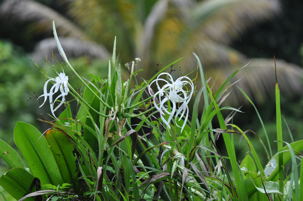 DSC_0074b.JPG