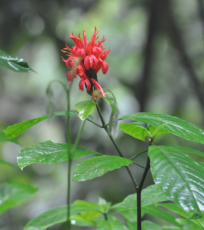 DSC_0093b.JPG