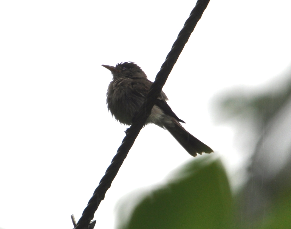 DSC_0134b.JPG