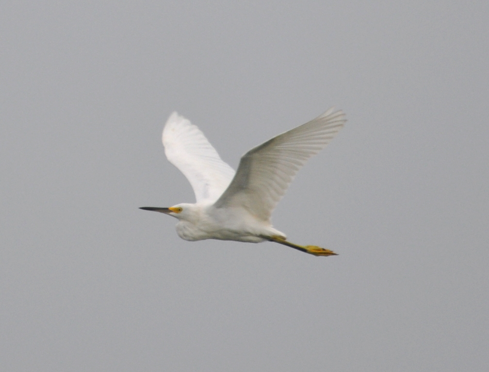 DSC_0586b.JPG