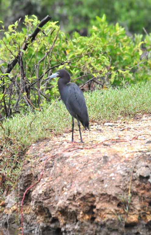 DSC_0625b.JPG