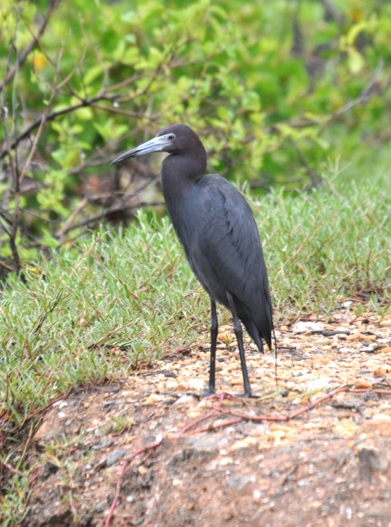 DSC_0628b.JPG